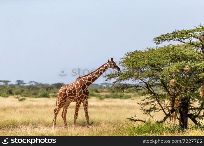 A Somalia giraffes eat the leaves of acacia trees. Somalia giraffes eat the leaves of acacia trees
