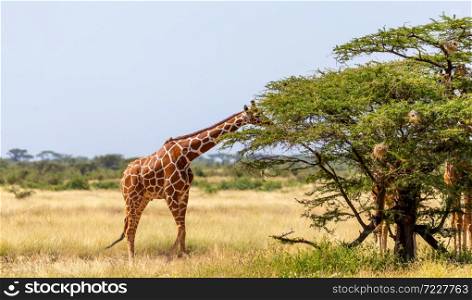 A Somalia giraffes eat the leaves of acacia trees. Somalia giraffes eat the leaves of acacia trees