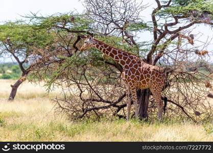 A Somalia giraffes eat the leaves of acacia trees. Somalia giraffes eat the leaves of acacia trees