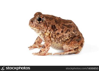 A southern African sand frog (Tomopterna cryptotis) isolated on white