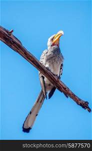 A Southern Yellow Billed Hornbill sits purged on a dead branch of a high tree against blue sky in Savuti, Botswana.