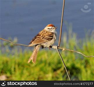 a sparrow sitting on a metal fence