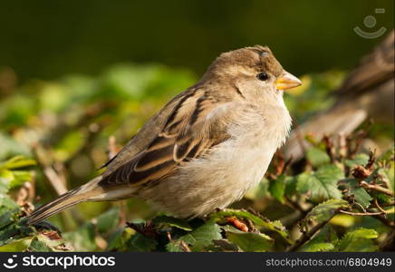 A sparrow with a tick on its head
