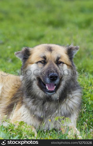 A special breed of dog in Turkey