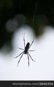 a spider at the Coast at the beach Playa Pedro Gonzalez in the town of Pedro Gonzalaz on the Isla Margarita in the caribbean sea of Venezuela.. SOUTH AMERICA VENEZUELA ISLA MARGATITA SPIDER