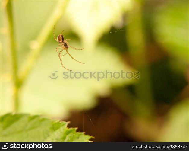a spider hanging down near its web waiting for food flies insects and prey to eat shaded outside in the forest in spring plants