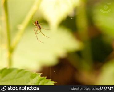 a spider hanging down near its web waiting for food flies insects and prey to eat shaded outside in the forest in spring plants