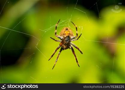 A spider in its web in the rainforest. One spider in its web in the rainforest