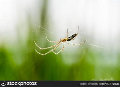 A spider is waiting for a prey in a web between the reeds close to the river Dnieper in Ukraine