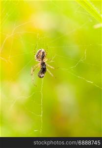 a spider on its web with a fat body eating a big fly