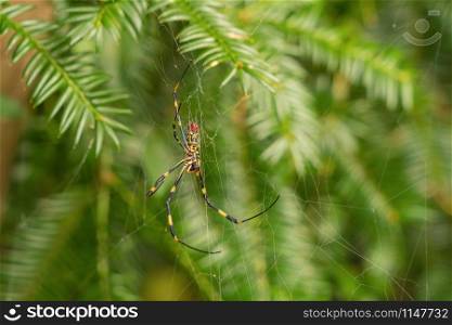 A spider venom on natural leaf outdoor in tropical forest in summer season. A colorful insect in Shizuoka, Japan. Animal.