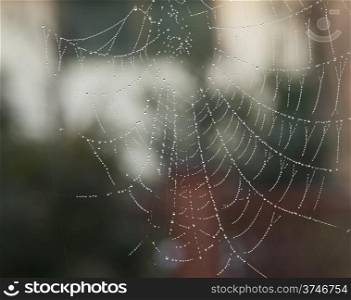 A Spider web full of water drops