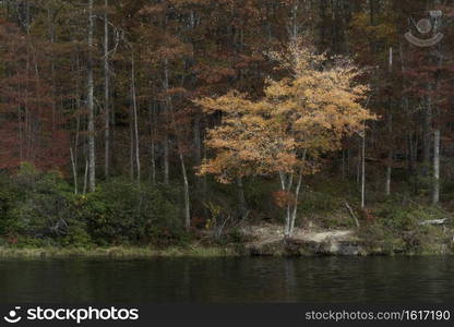 A splash of orange Autumn color on a field of reds and greens at Boley Lake in Babcock State Park, WV.