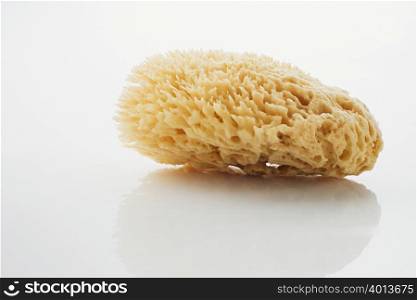 A sponge