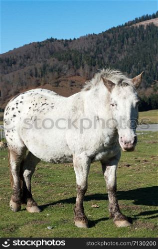 a spotted horse in the mountain pasture