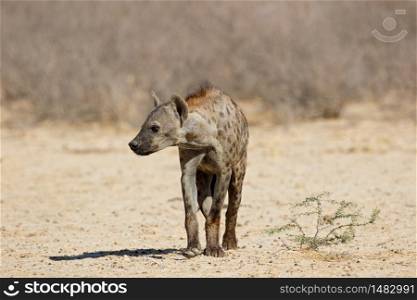 A spotted hyena (Crocuta crocuta) in natural habitat, Kalahari desert, South Africa