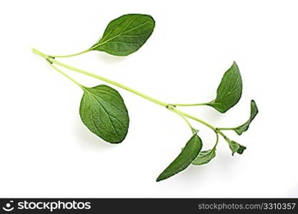 A sprig of oregano over a white background with a light shadow