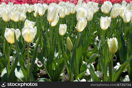 A Spring floral display at Floriade, Canberra, Australia