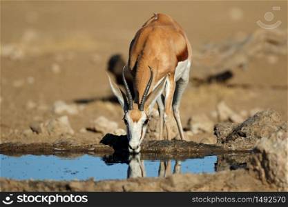 A springbok antelope (Antidorcas marsupialis) drinking water at a waterhole, Kalahari desert, South Africa