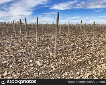 A springtime view of the rocky soil of a vineyard near the city of Walla Walla in Washington State shows the vines before the summer heat spurs their growth.