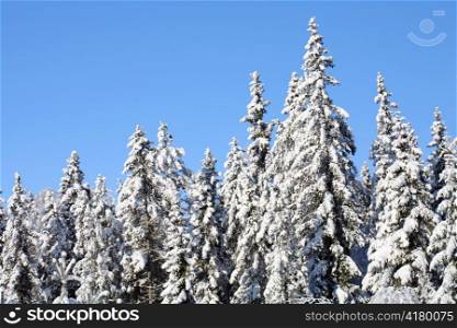 A Spruce forest in winter. Winter forest