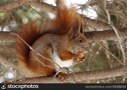 A squirrel hanging on tree