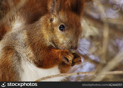 A squirrel hanging on tree