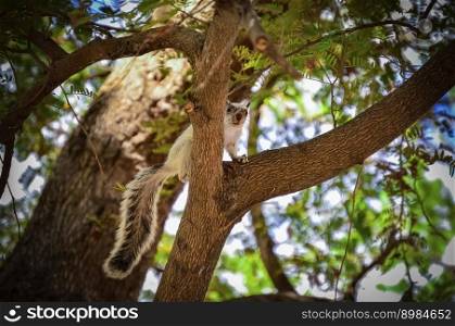 A squirrel in a tree staring, cute squirrel in a tree at sunset, gray squirrel in a tree staring at the camera
