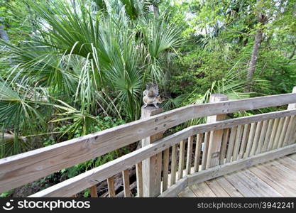 A squirrel sitting on a post of a boardwalk