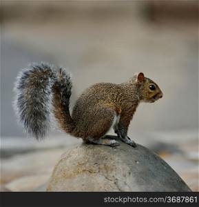 A Squirrel Sitting On A Rock