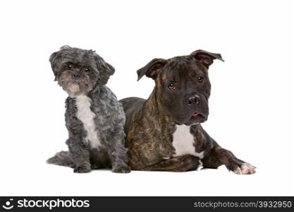 A stafford and a Lhasa apso dog. A stafford and a Lhasa apso dog in front of a white background