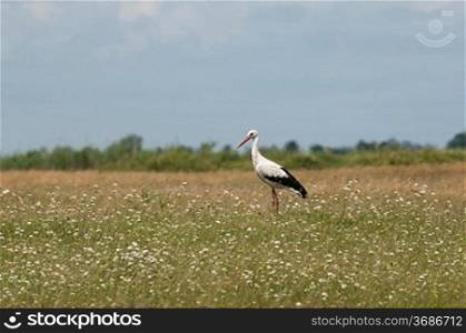 A stalk in a field