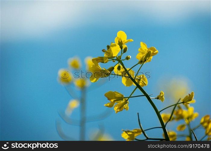 A stalk of yellow flowering rapeseed against a blue sky, spring view
