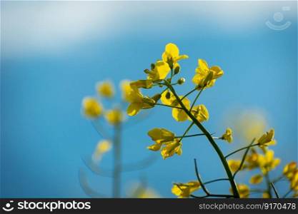 A stalk of yellow flowering rapeseed against a blue sky, spring view