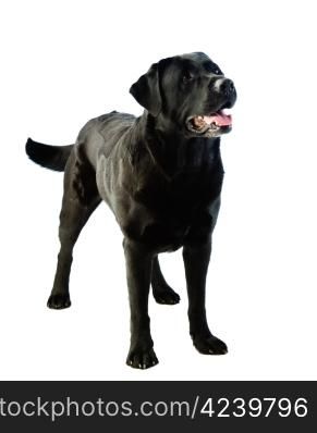 A standing labrador dog and white background.