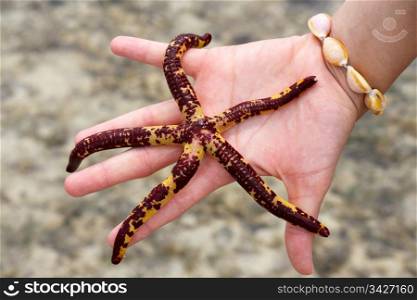 A starfish held in the palm of a hand