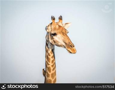 A starring Giraffe with an Oxpecker on him in the Kruger National Park, South Africa.