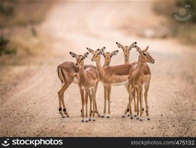 A starring group of female Impalas in the middle of the road in the Kruger National Park, South Africa.
