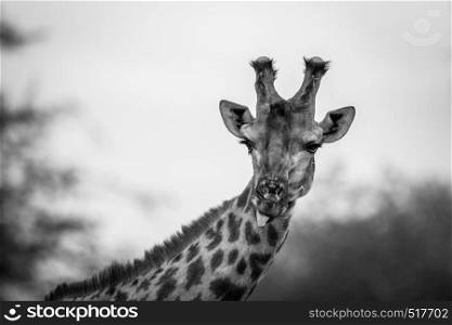 A starring male Giraffe in bacl and white in the Kruger National Park, South Africa.