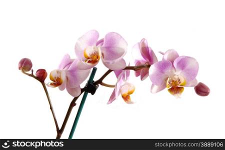 A stem of beautiful pink orchid&rsquo;s with blooming and bud&rsquo;s flowers,isolated for white background.