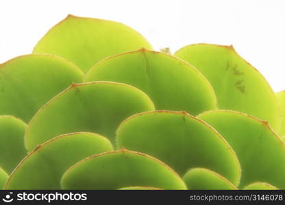 A stock photo of a botanical element