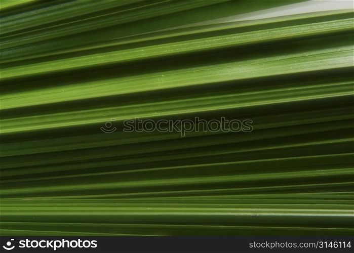 A stock photo of a botanical element