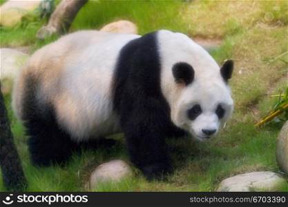 A stock photo of a panda in a zoo enclosure, resting and eating shoots and leaves. Hong Kong Asia.