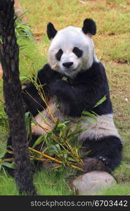 A stock photo of a panda in a zoo enclosure, resting and eating shoots and leaves. Hong Kong Asia.