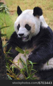 A stock photo of a panda in a zoo enclosure, resting and eating shoots and leaves. Hong Kong Asia.