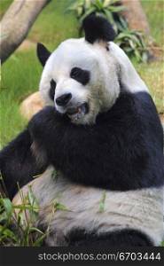 A stock photo of a panda in a zoo enclosure, resting and eating shoots and leaves. Hong Kong Asia.