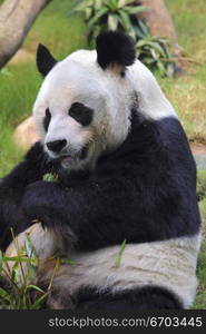 A stock photo of a panda in a zoo enclosure, resting and eating shoots and leaves. Hong Kong Asia.