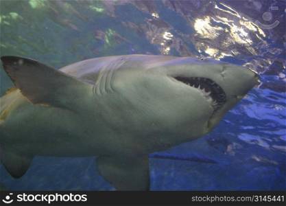 A stock photo of a shark