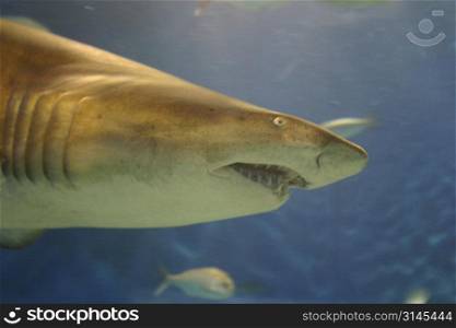 A stock photo of a shark