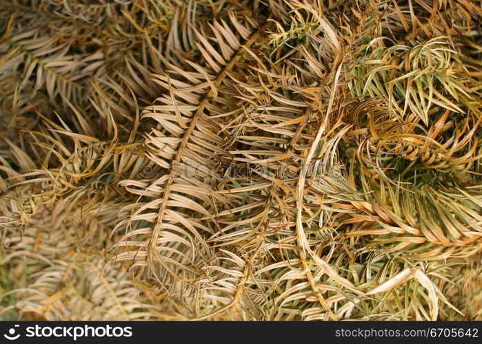 A stock photo of botanical textures. Melbourne Australia.